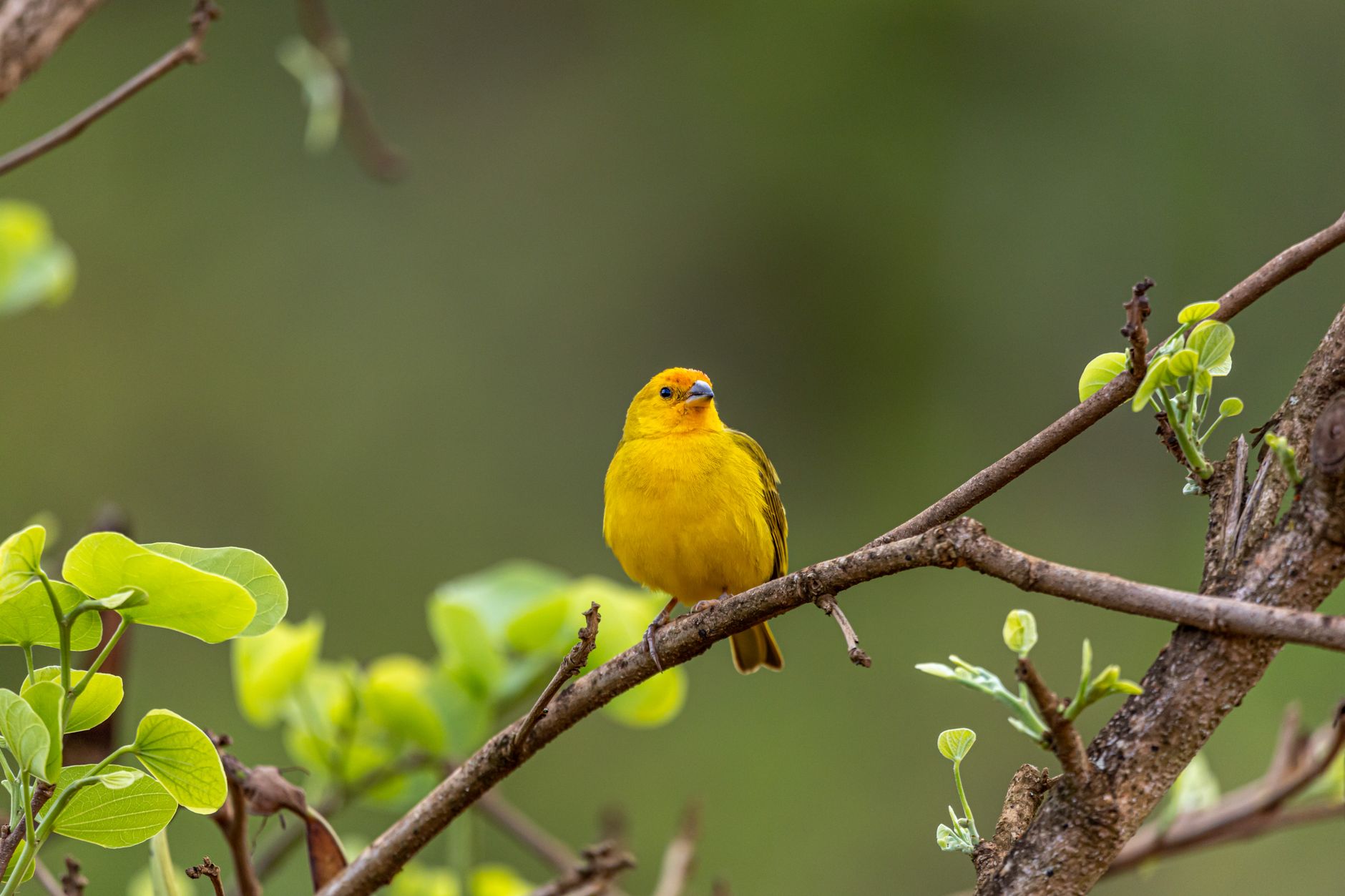 canary analysis flapping