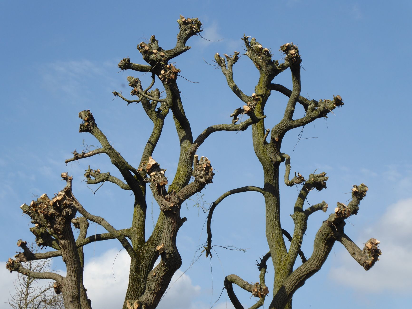 dependency graph pruning