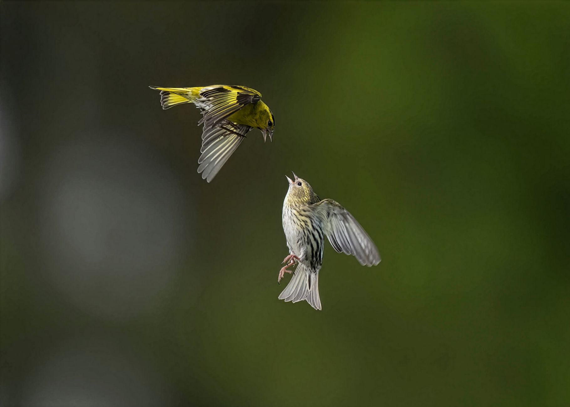 canary analysis flapping